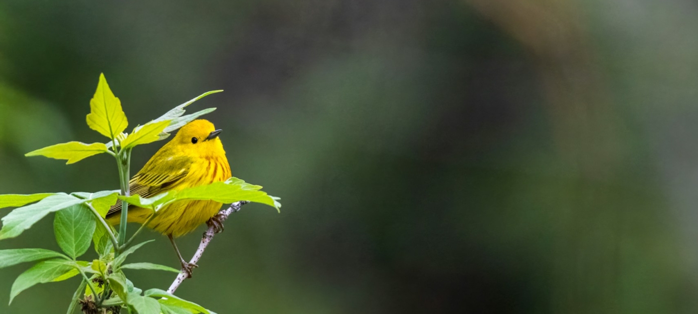 A yellow bird sitting on top of a tree branch