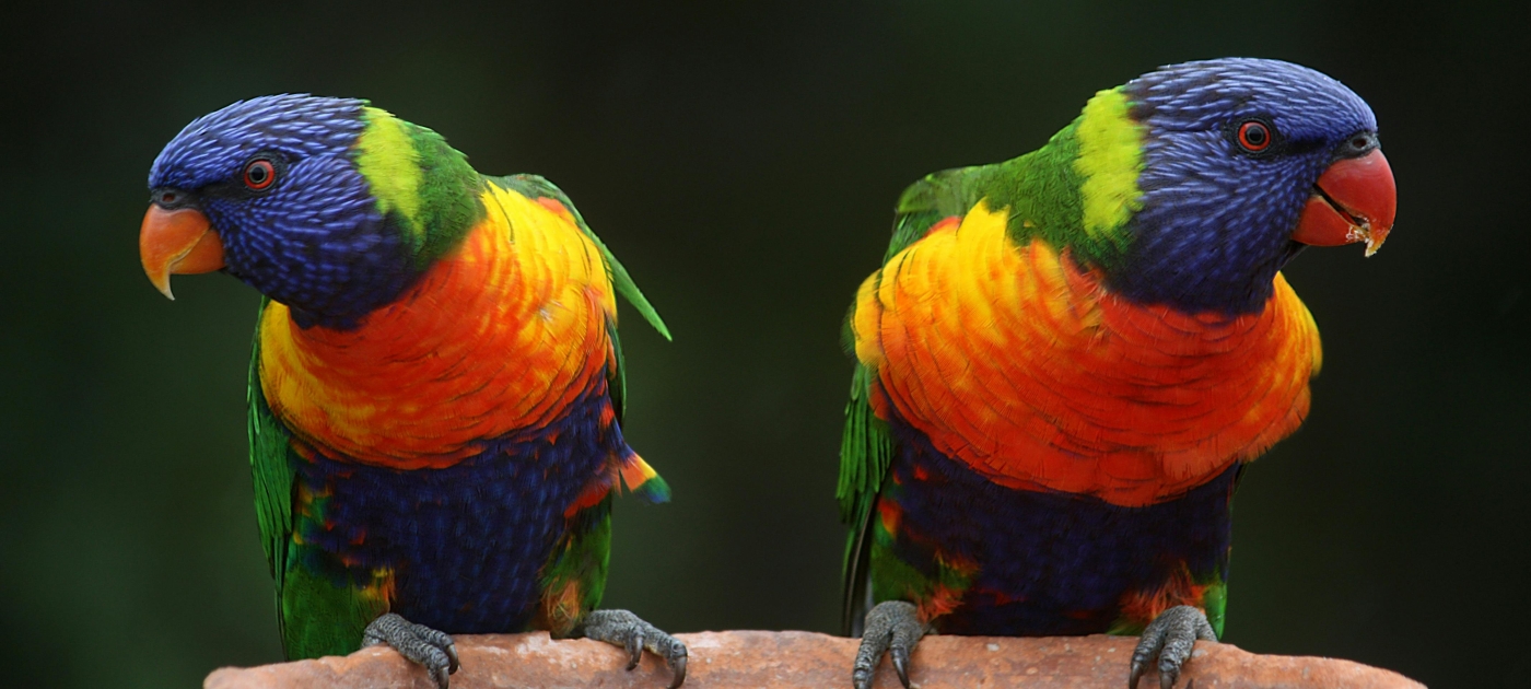 photo of blue-geeen-and-orange-parrot