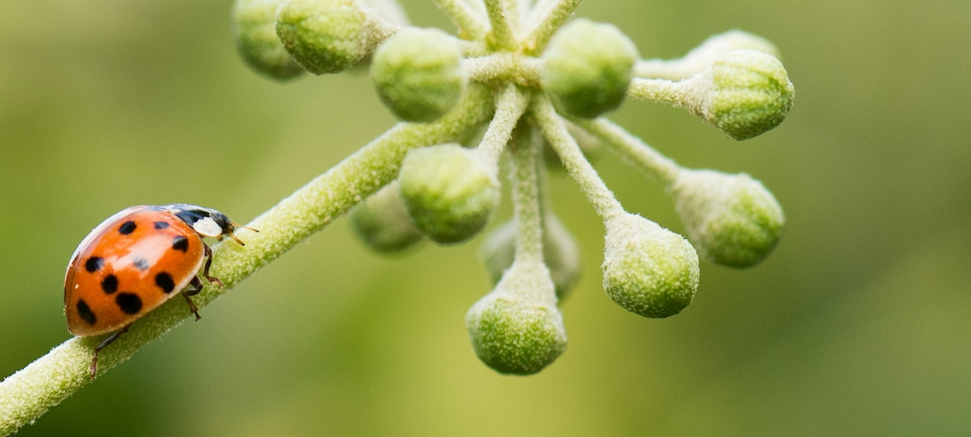 A ladybug on a plant