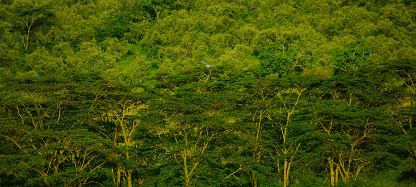 Image of forest during daytime