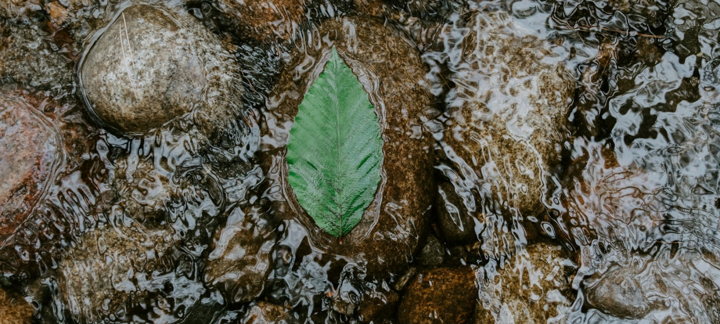 A close-up view of a small green leaf floating on the surface of a stream.