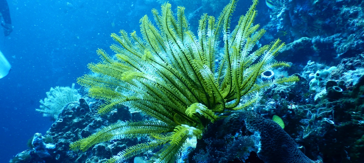 Green Coral Reef Under Water