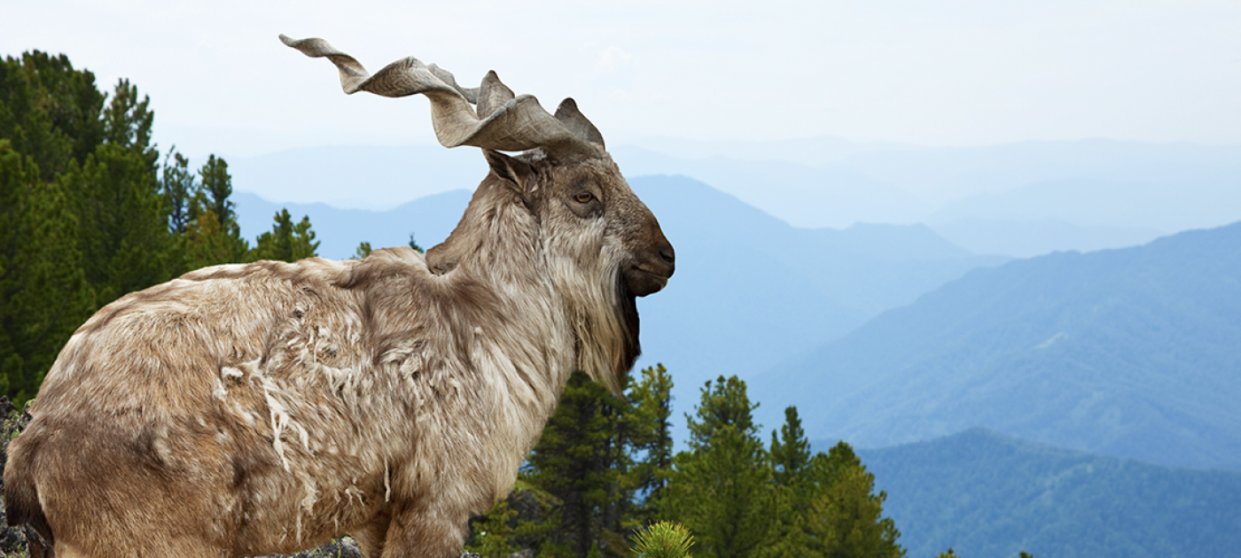 A markhor standing outside
