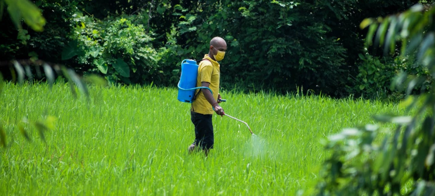 A Bald Man Spraying Pesticide on Paddy Field