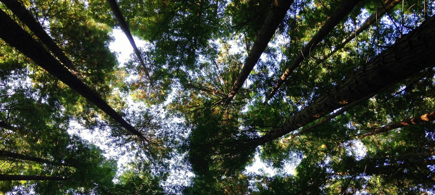Woods