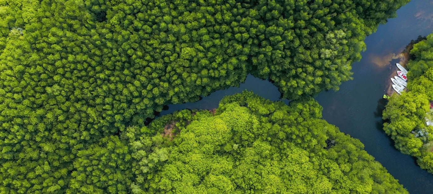 Body of water surrounded by trees