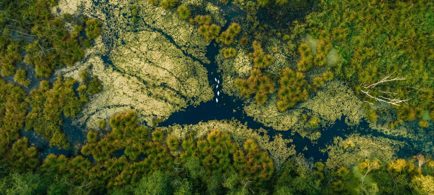 Aerial view of water running through a forest