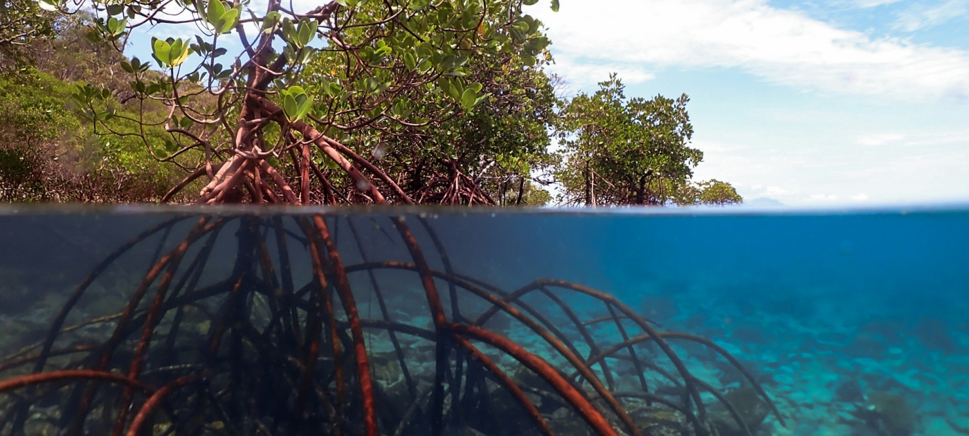 An underwater view of a mangrove forest