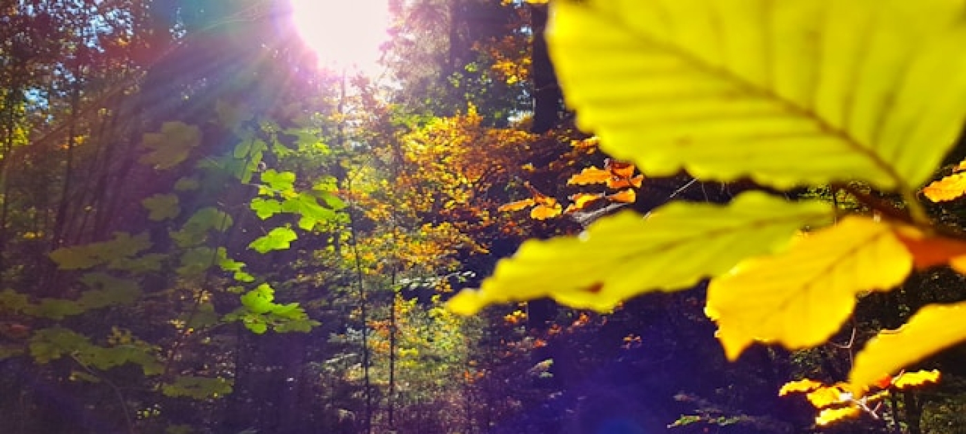 sunlight