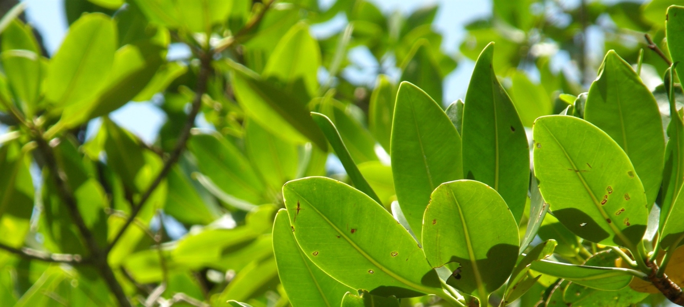Mangrove