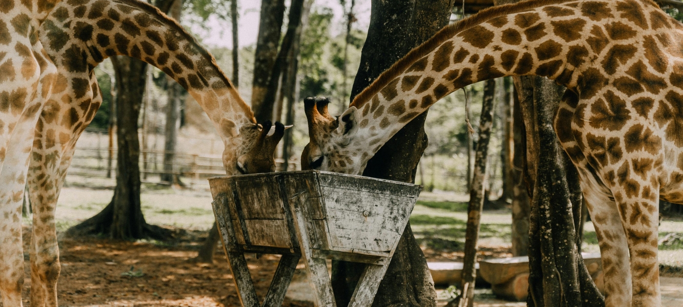photo of two-feeding-giraffe