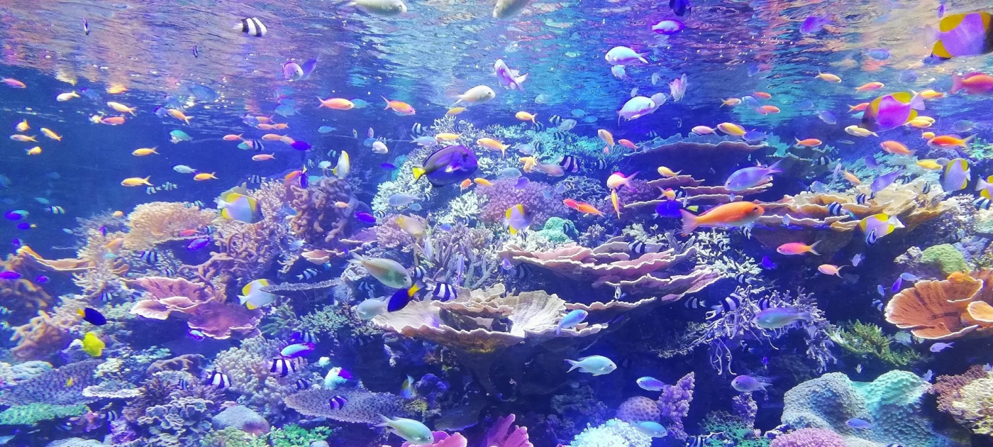 Coral reefs