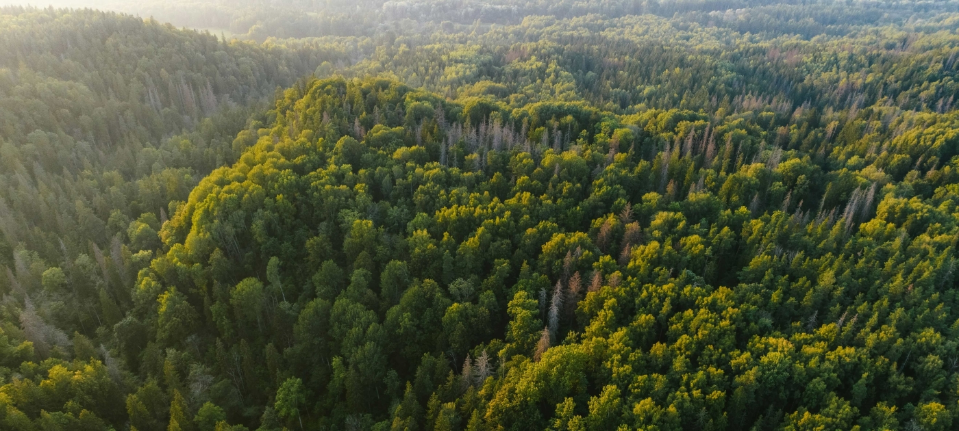 Aerial view of forests
