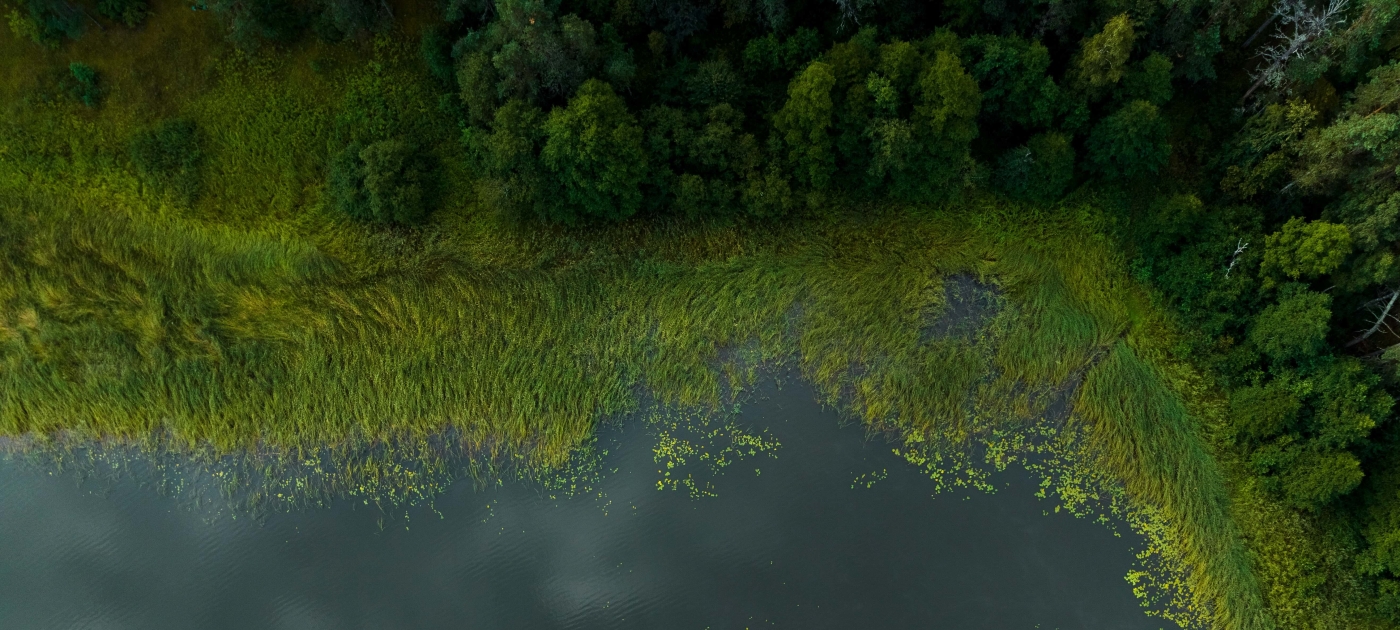 Peatlands surrounded by body of water
