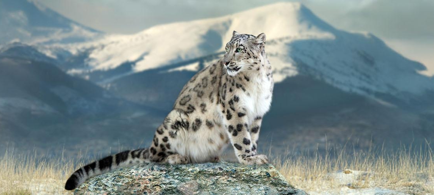 Photo of a snow leopard during daytime