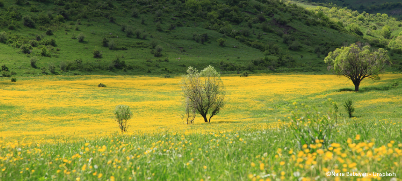 Valley in bloom in Armenia
