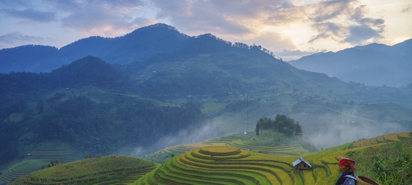Rice fields 