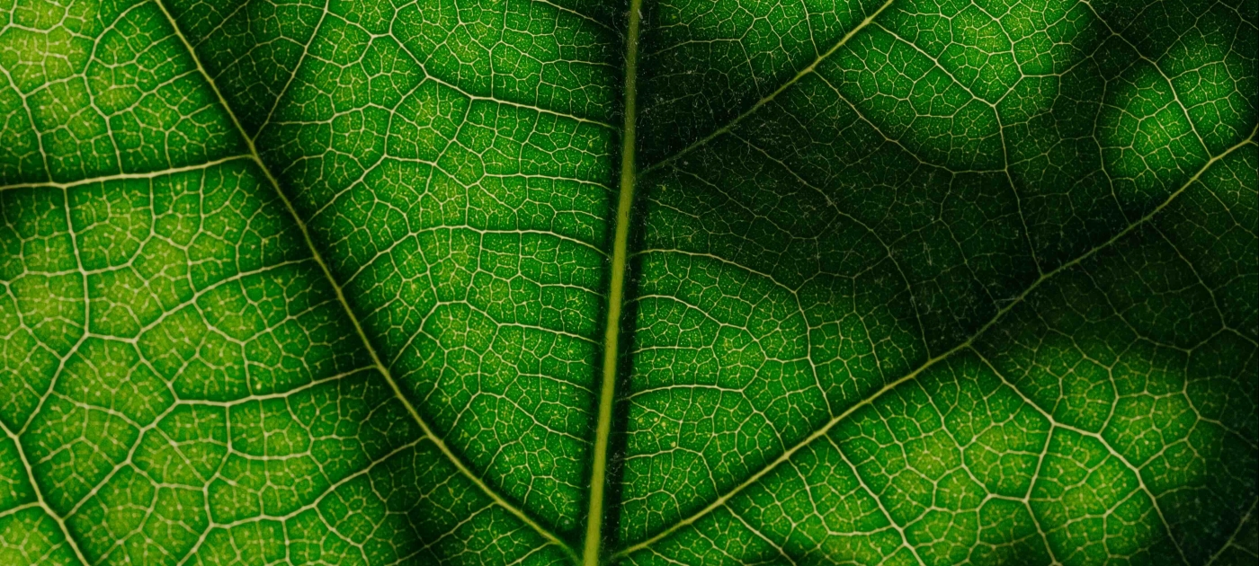 Close up of leaf