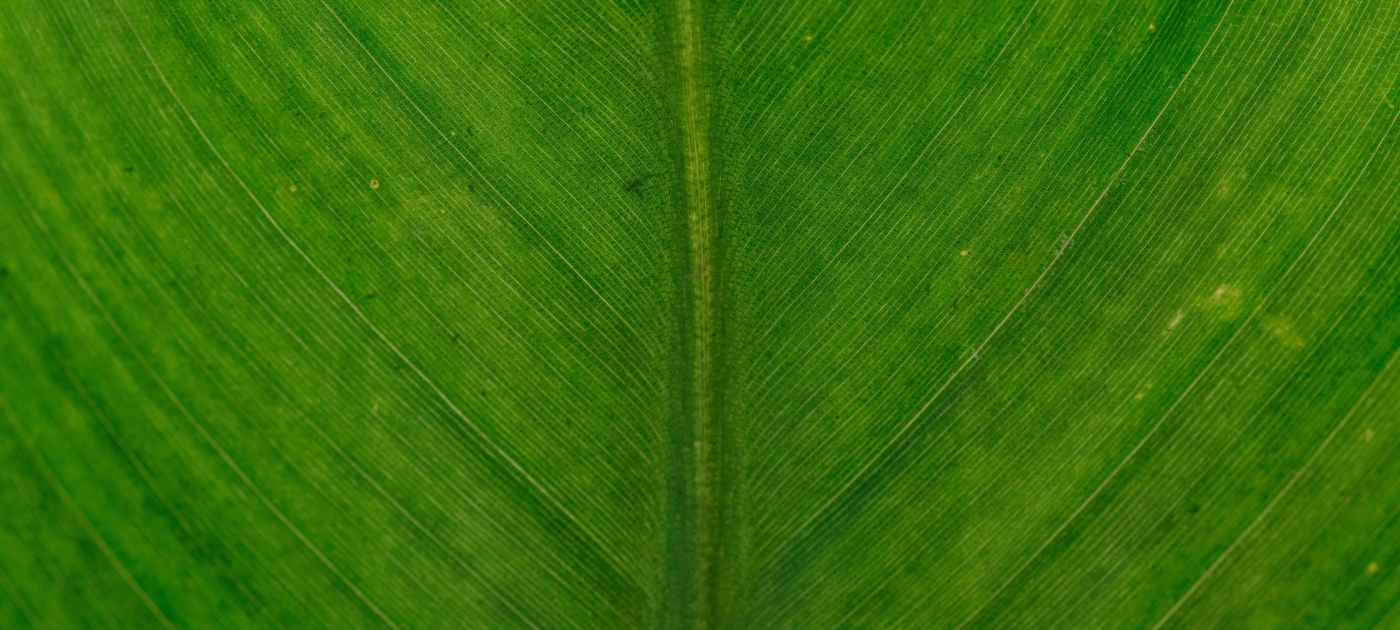 Leaf close up