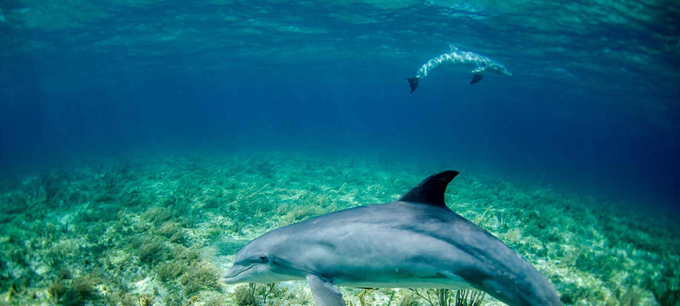 shark image