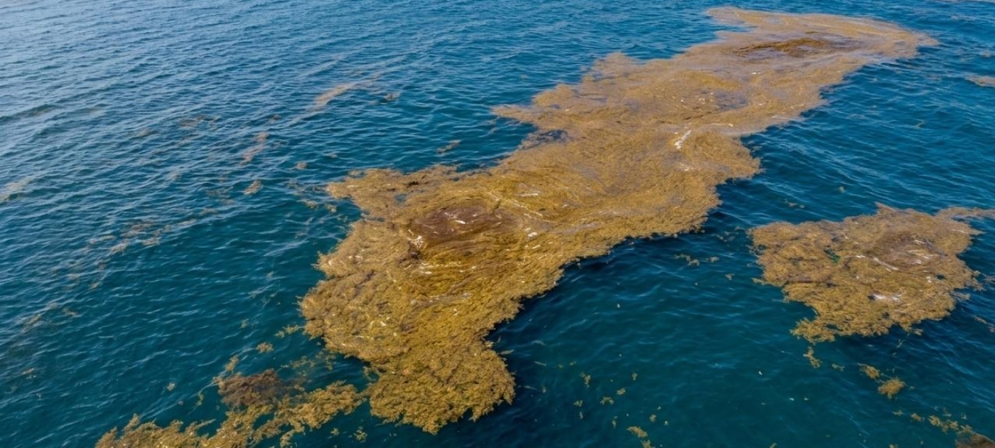 Algae Bloom