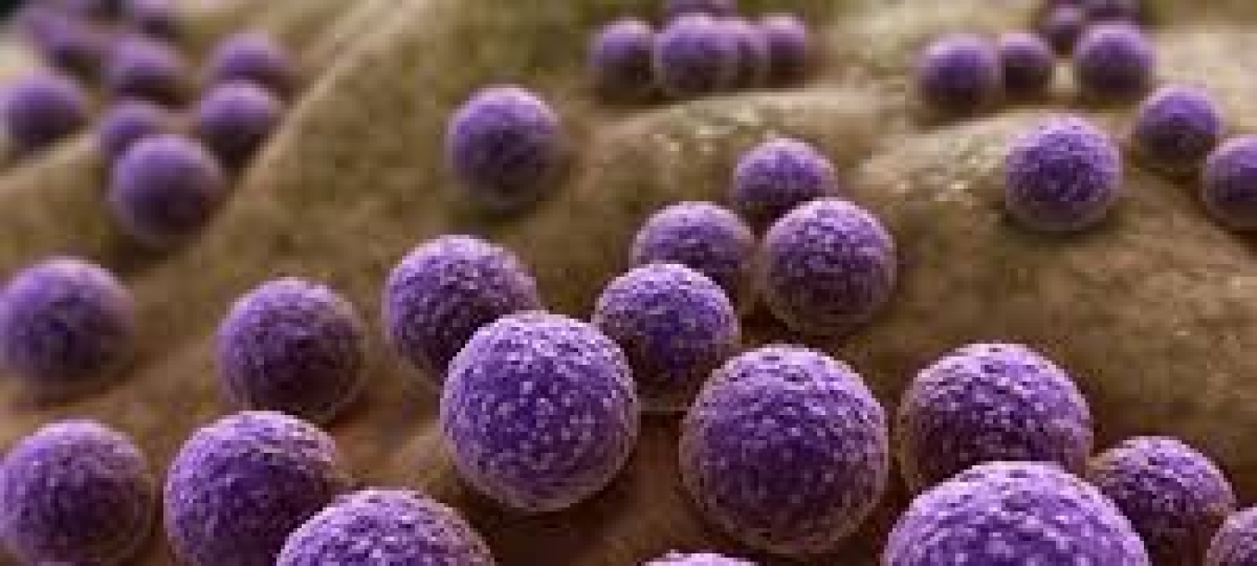 Staphylococcus aureus bacteria