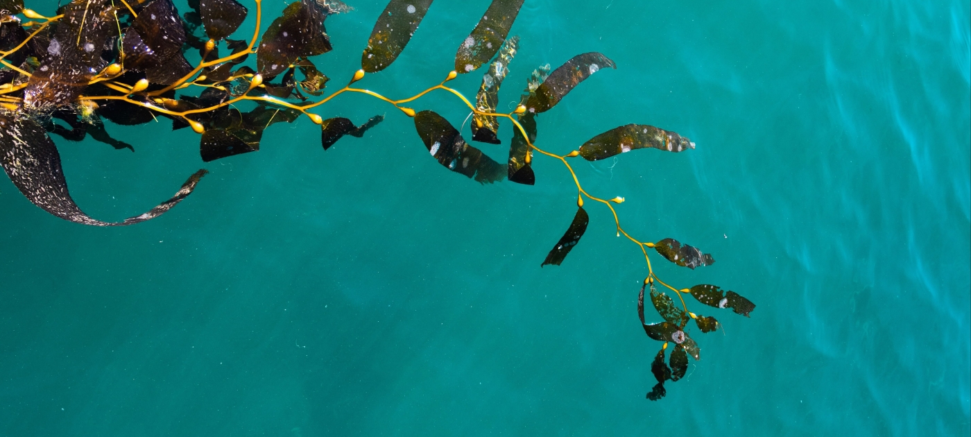 Photo of seaweed 