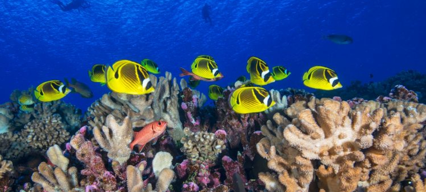 Ocean Image