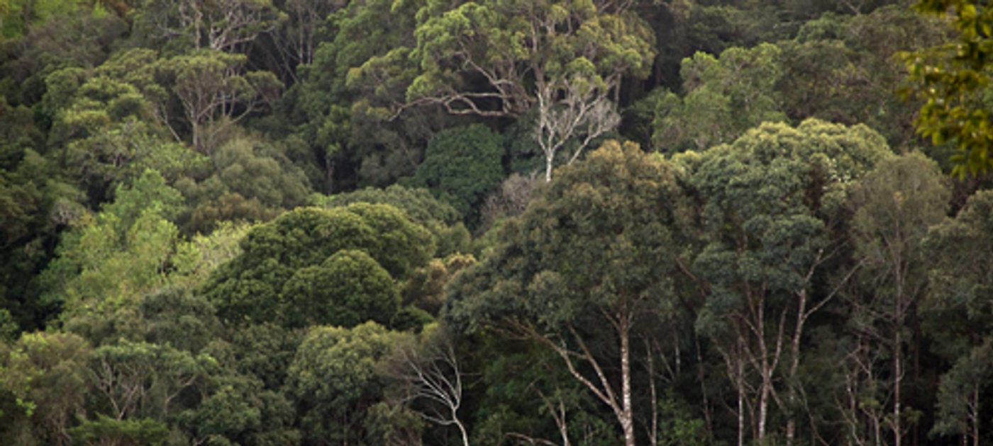 Forest
