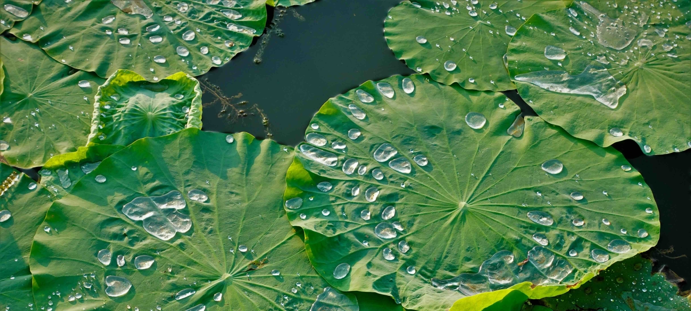A group of water lilies with water droplets on them