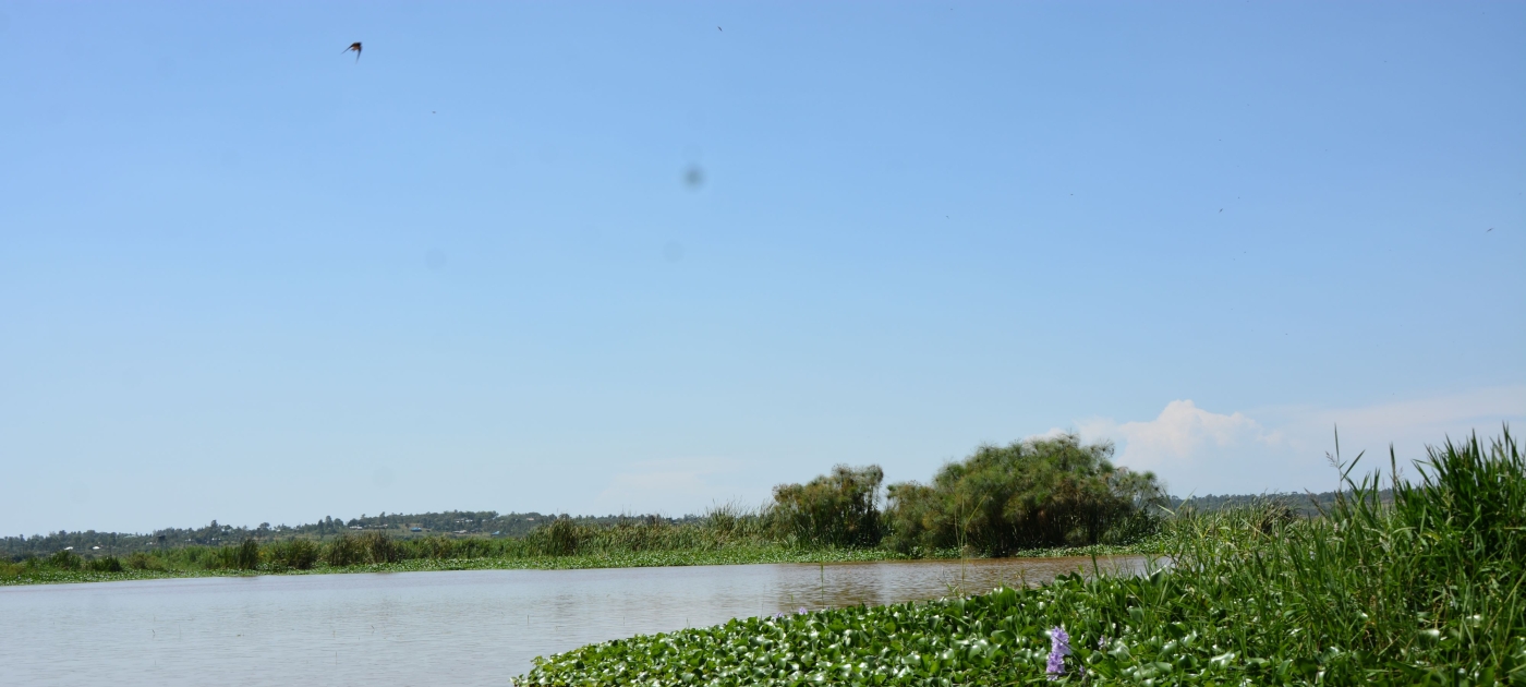 Wetlands