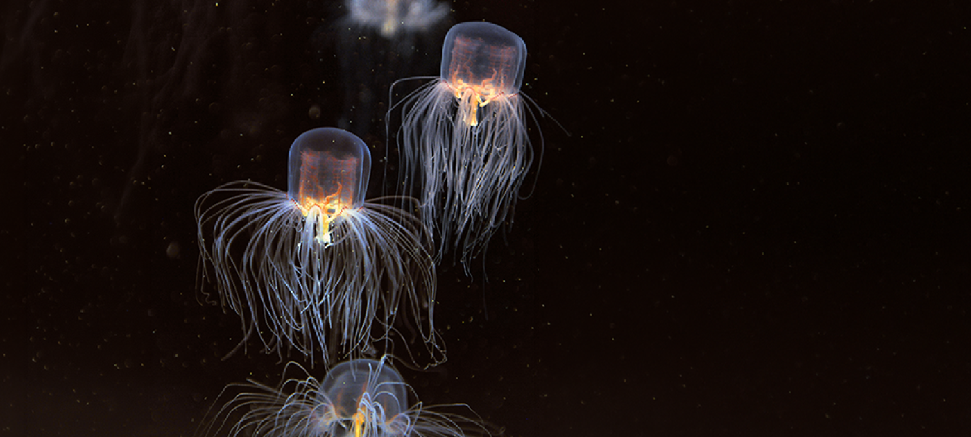 Jellyfishes
