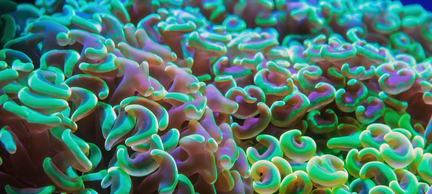 underwater coral