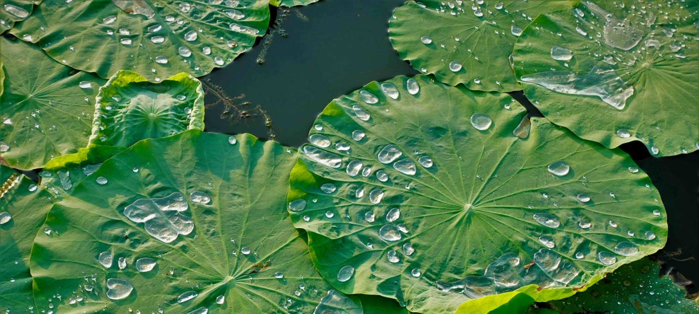 water lilies