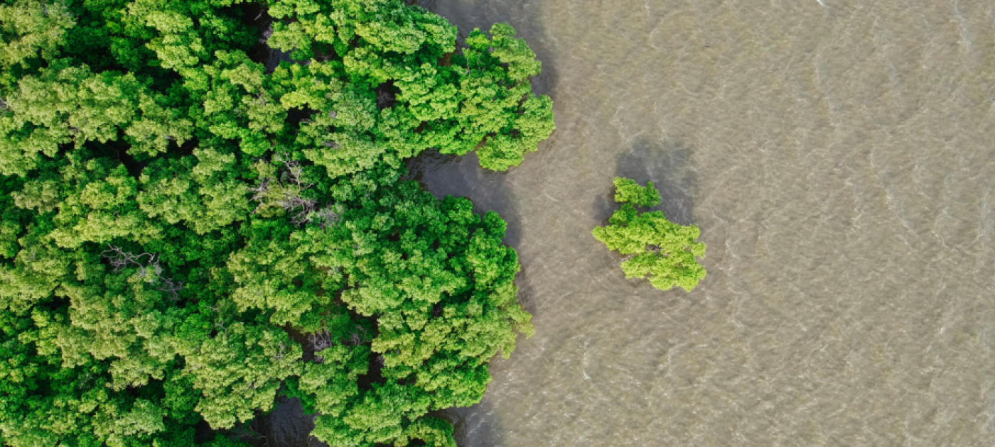 Mangroves