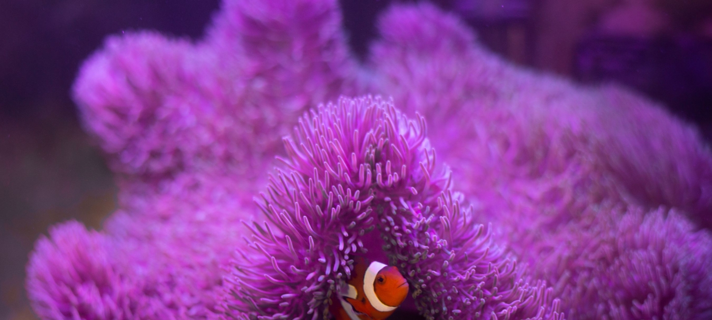 A colourful clownfish nestled in a vibrant purple coral.