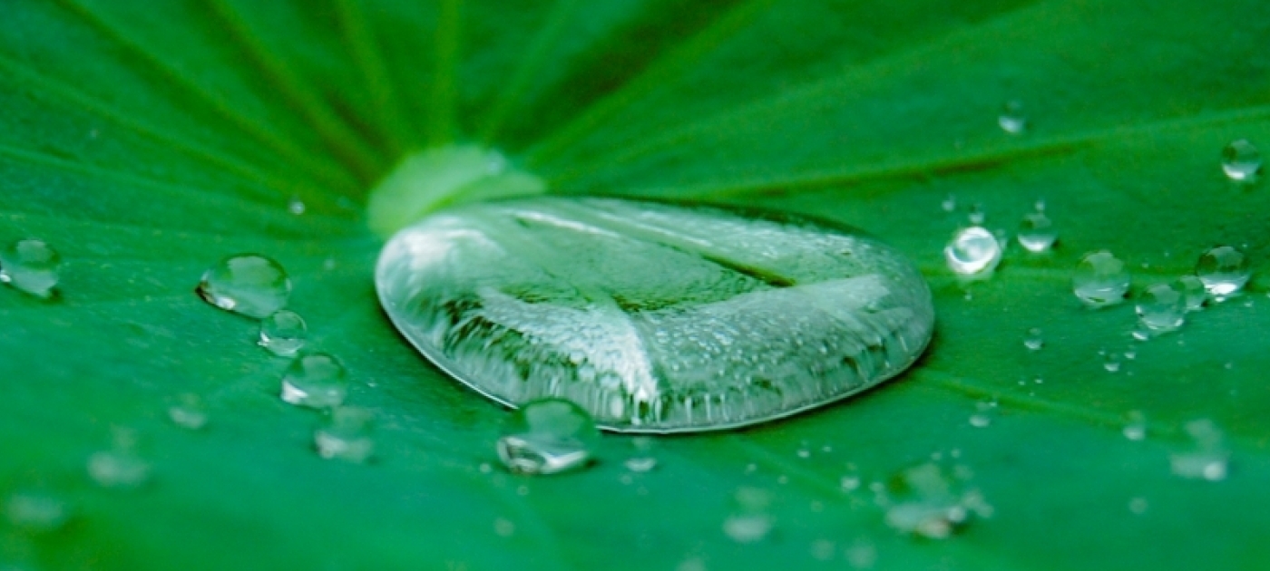 A close up of water on a green leaf