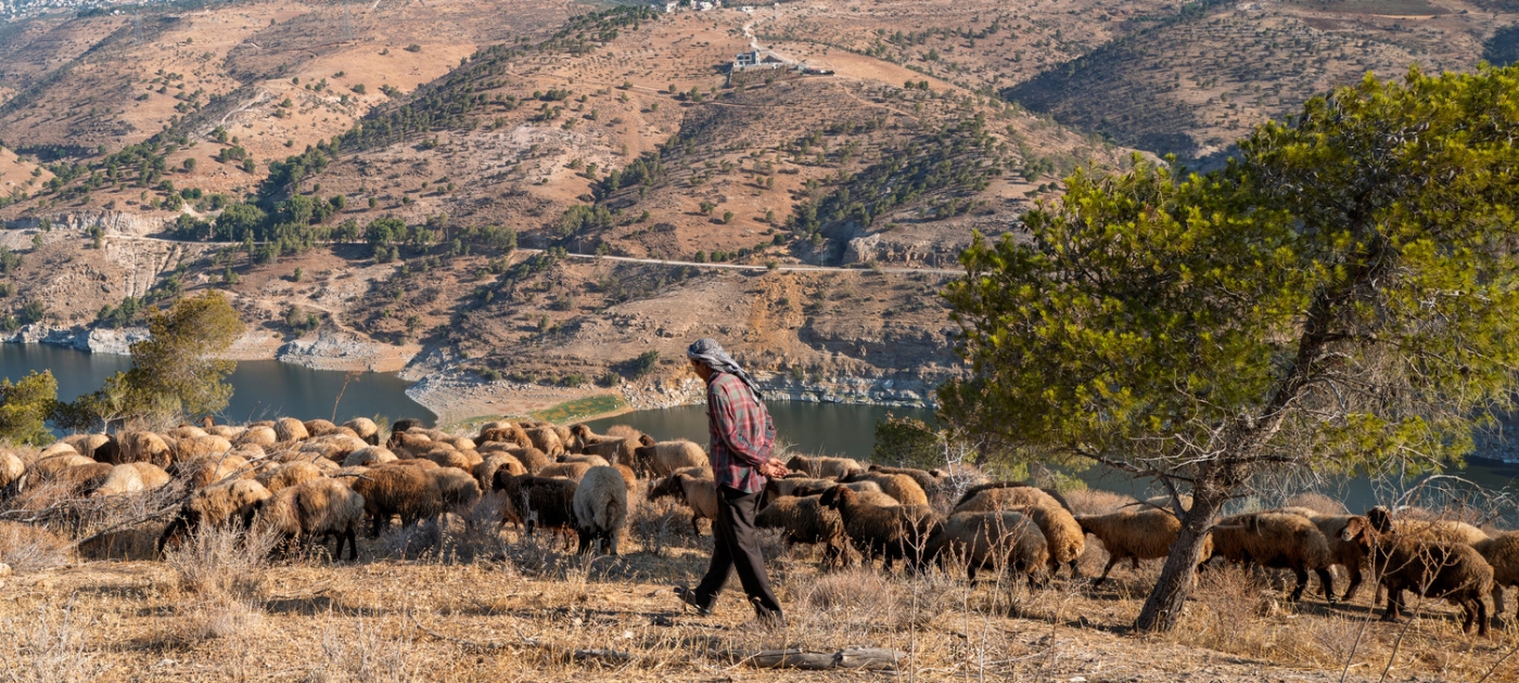 A shepherd herds his sheep