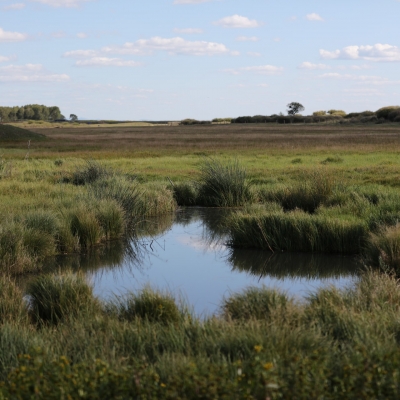 Photo of peatland