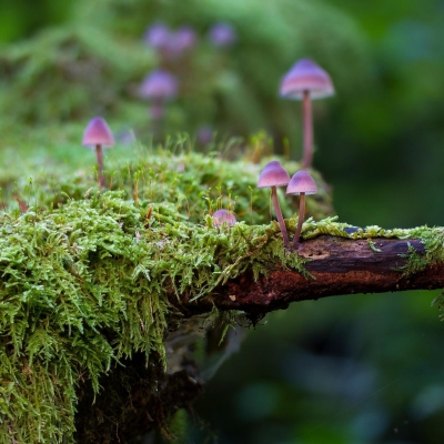 Mushrooms and moss