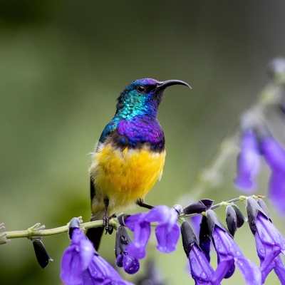 convention on biological diversity