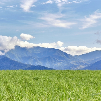Green grass field and mountain at distance
