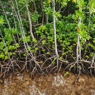 Photo of mangroves