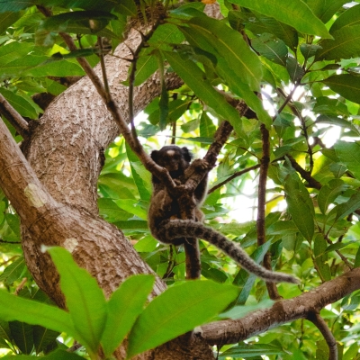 A monkey in a tree during daytime