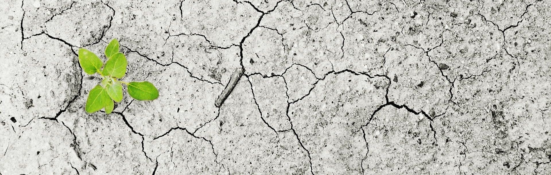 Datos sobre la crisis de la naturaleza Image by andreas160578 from Pixabay