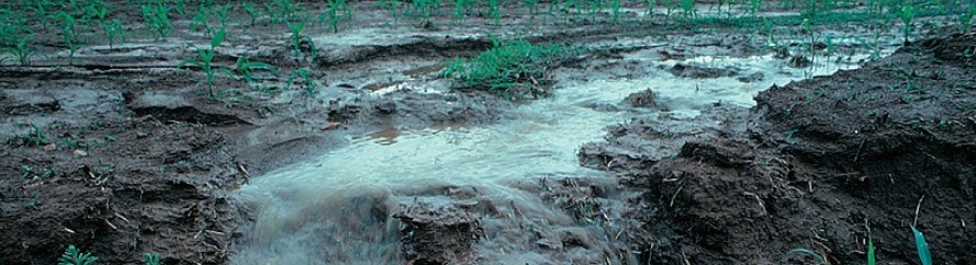Facts about Nitrogen Pollution UNEP