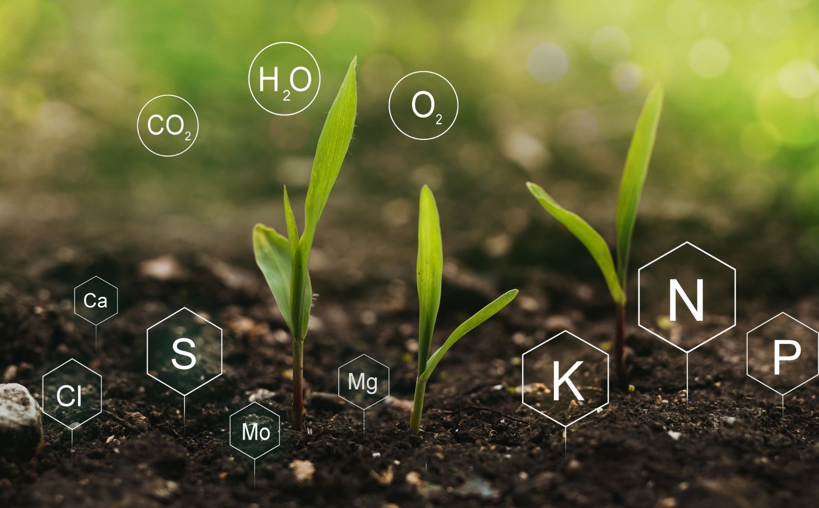 Facts about wastewater and nutrient management Torsten Mandal