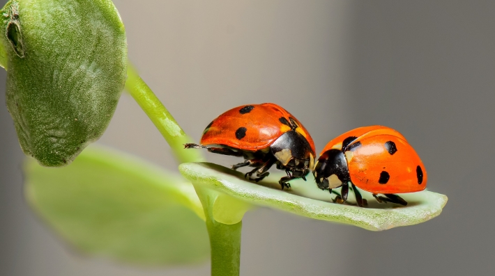 insects
