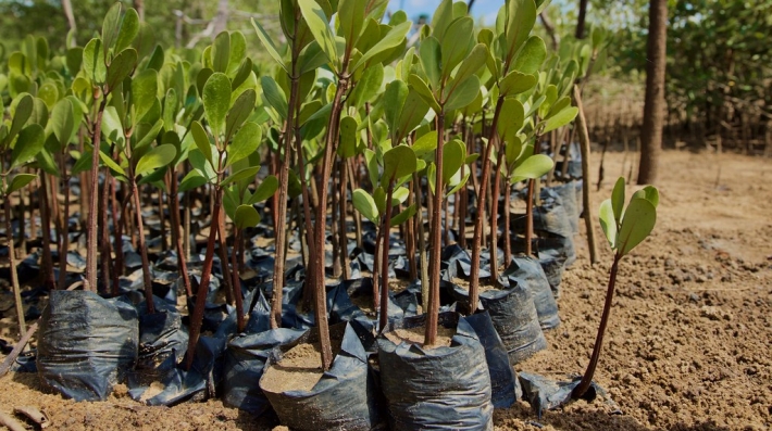 Mangrove seedings ready to be planted