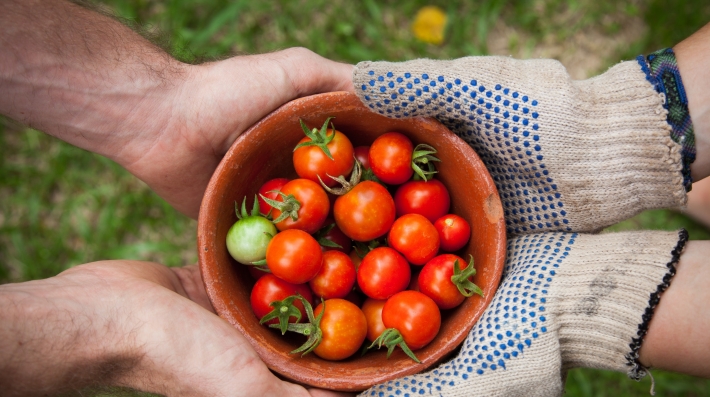 A bowl of tomatoes